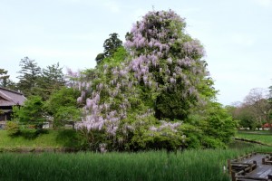 2015.5.6の花_4