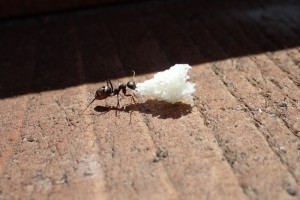 蟻が味見