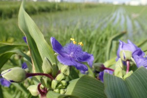 2015.6.1の花_1