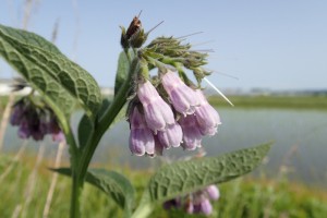 2015.6.1の花_2