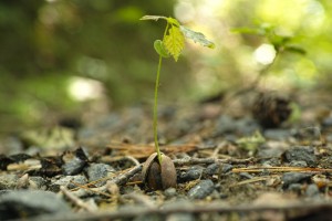 どんぐりの森_1