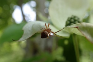 どんぐりの森_7