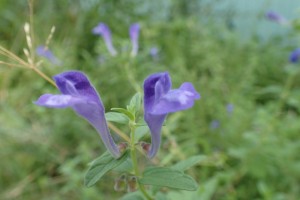  2015.8.17の花_2