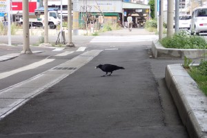 ハトの試食_4