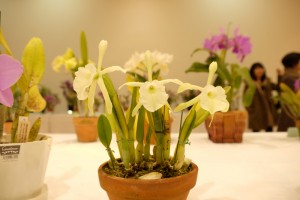 2016.2.20_Orchid_2
