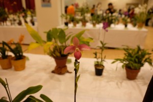 2016.2.20_Orchid_3