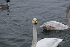 2016.2.20_Swan&Duck_3